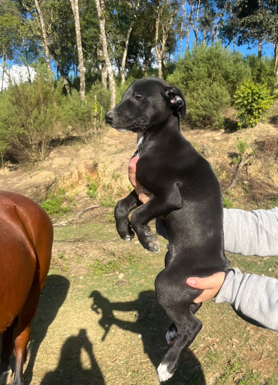 Filhote galgo - Foto 5