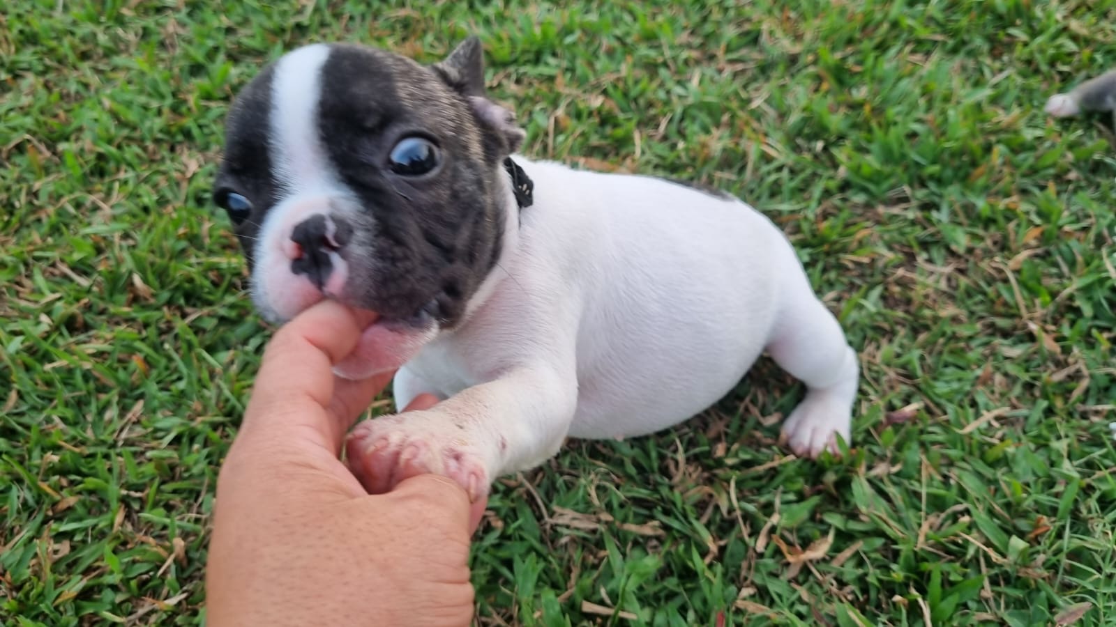 Portal Vendocão Vendo filhote lindo de Buulldog francês  São Luís 