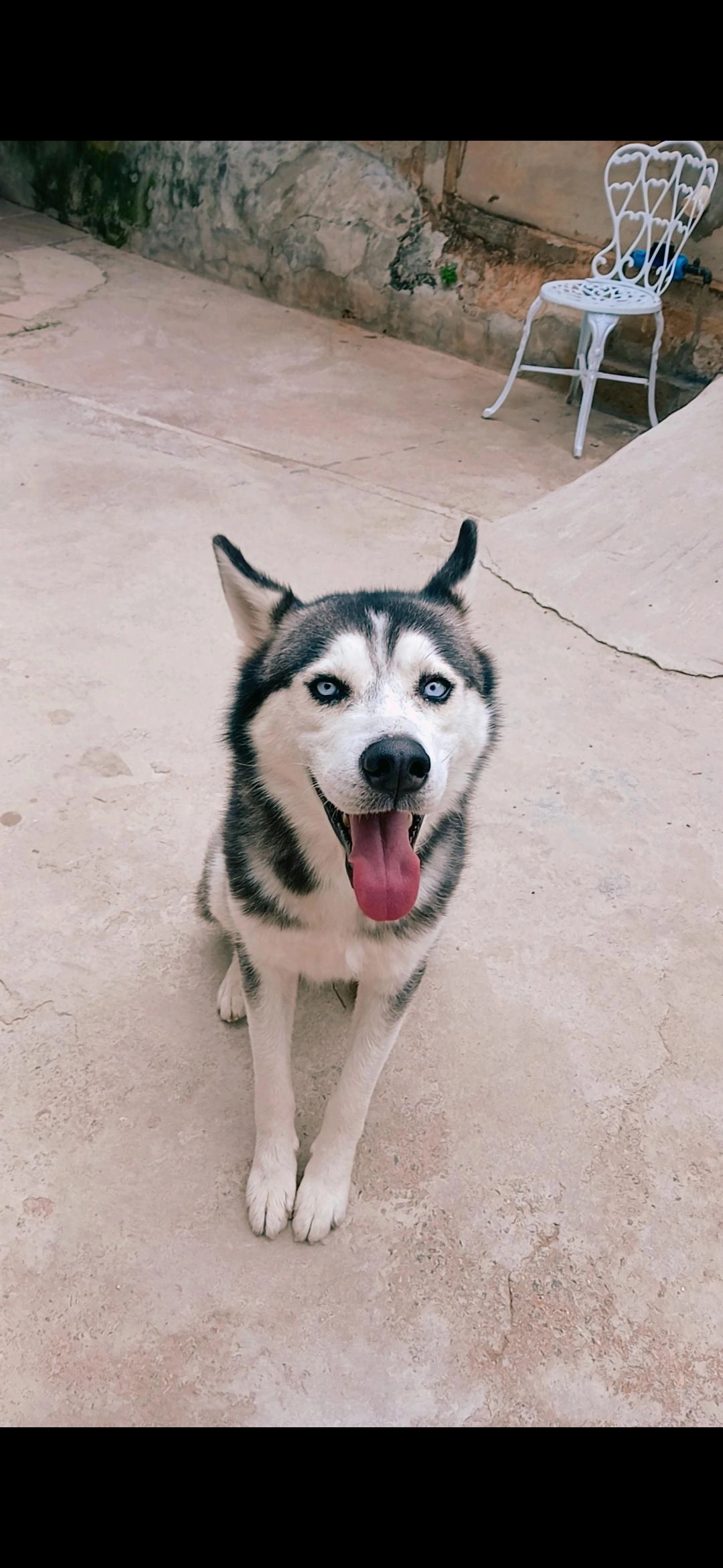 Portal Vendocão Husky siberiano olhos azuis  Belo Horizonte
