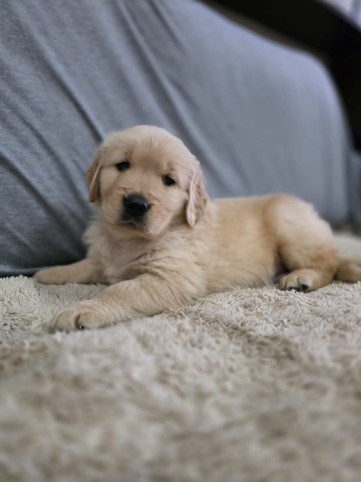 Golden Retriever - Foto 2