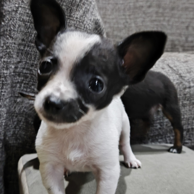 Lindos filhotes pinscher - Foto 2