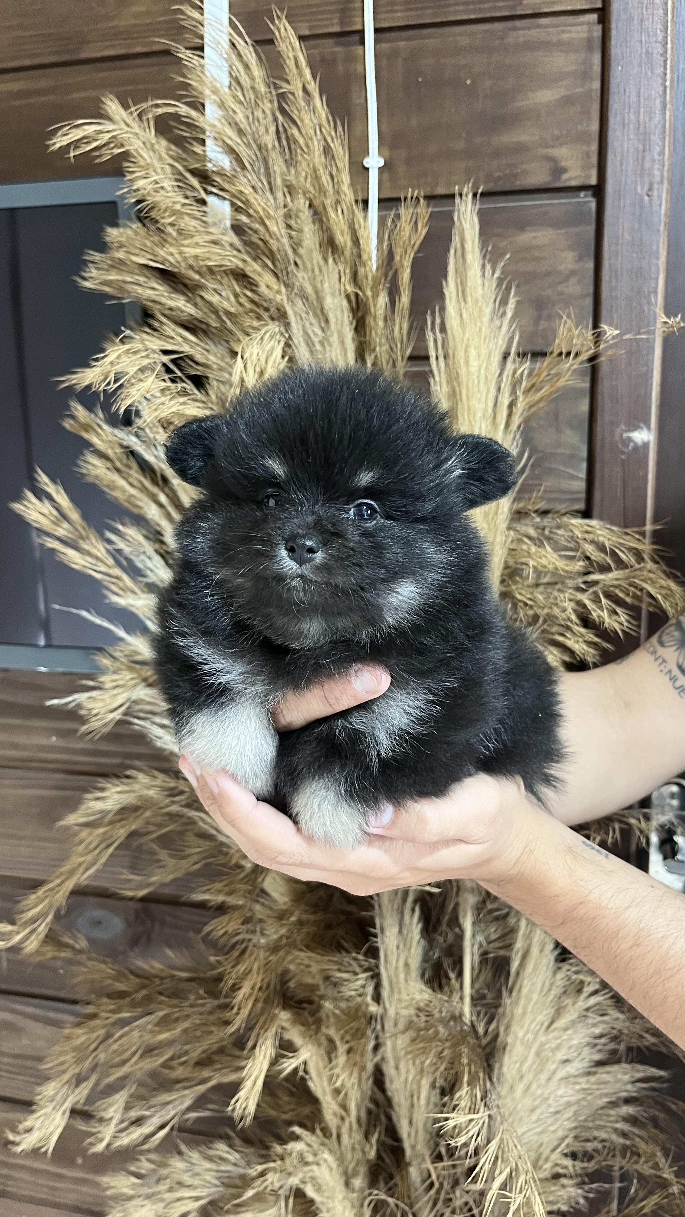 Portal Vendocão FILHOTES LULU DA POMERANIA  Penha 