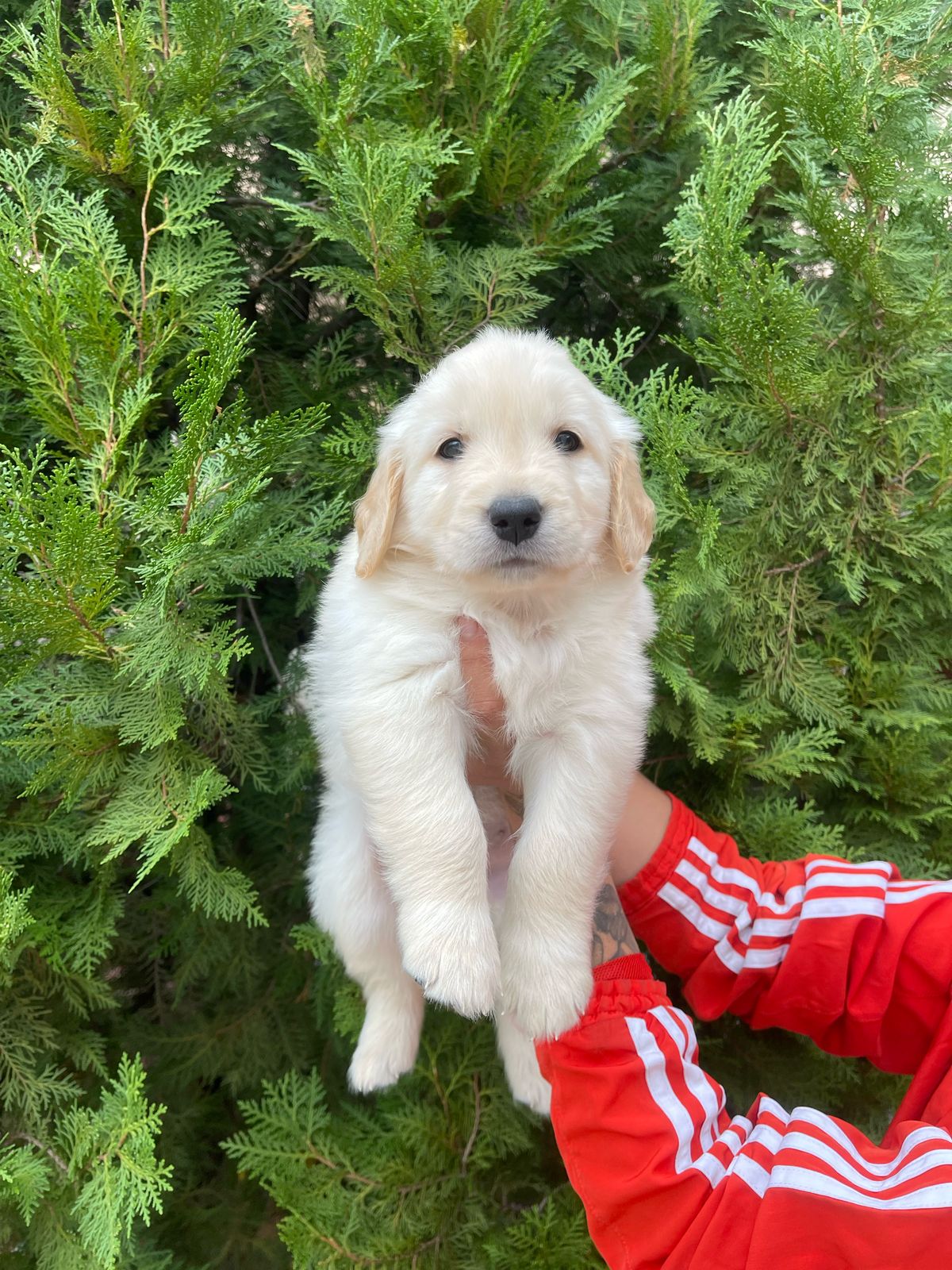 Portal Vendocão FILHOTES GOLDEN RETRIEVER  Juiz de Fora