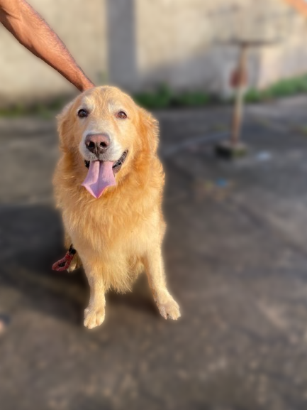 Portal Vendocão Golden Retriever - Oportunidade Aparecida de Goiânia
