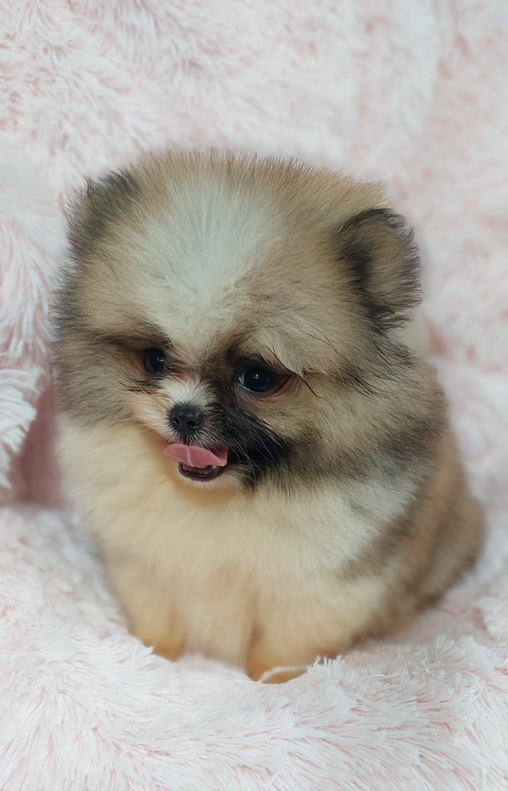 Portal Vendocão filhotes de lulu da pomerania Porto Alegre