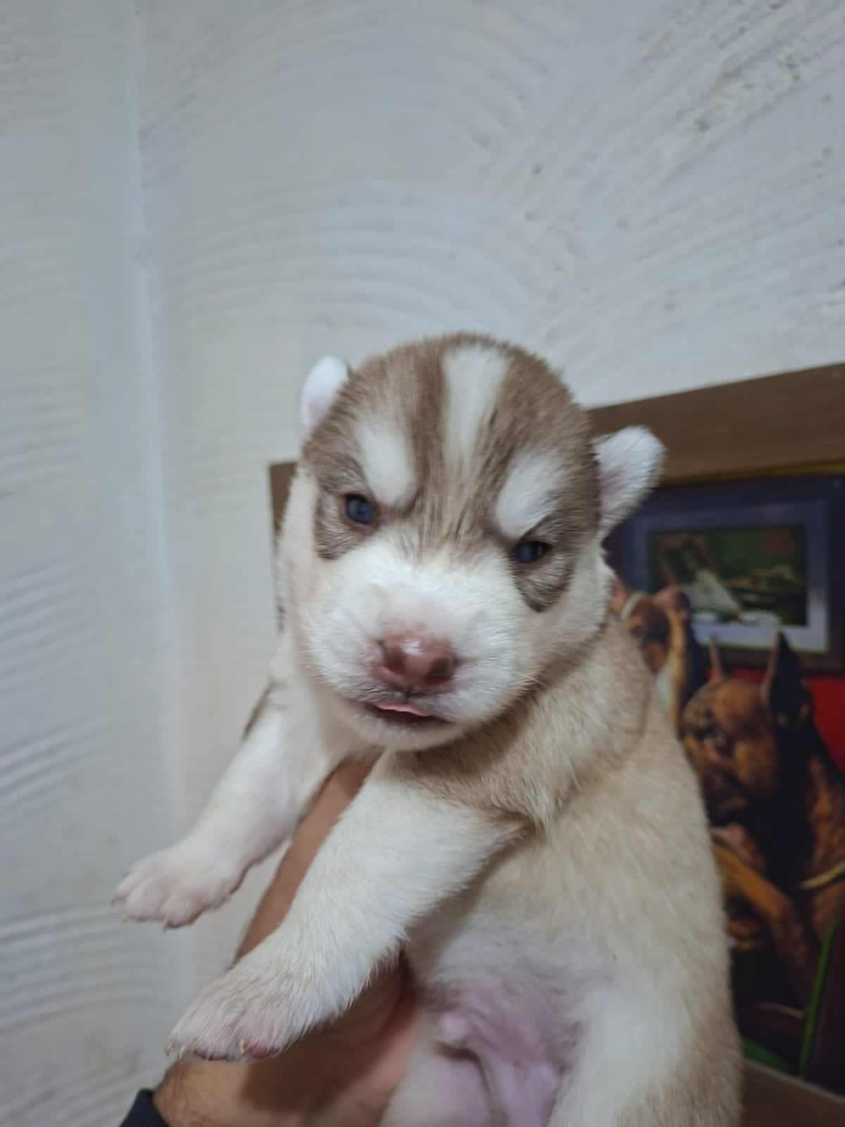 Lindas fêmeas de husky  - Foto 3