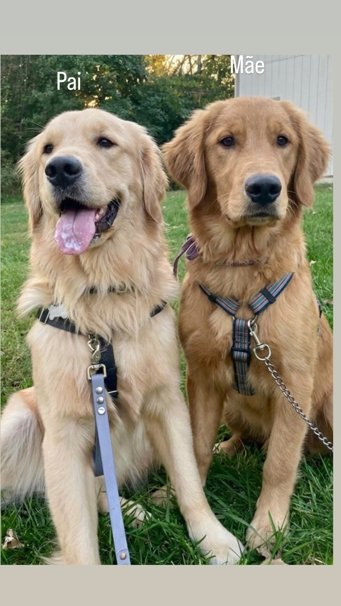 Vendo filhotes de Golden Retriever 
