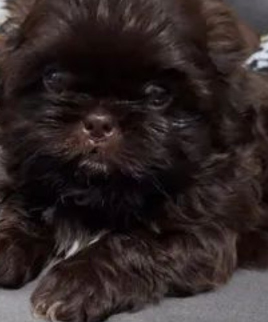 Portal Vendocão Vendo filhote Shihtzu linhagem chocolate  São Paulo