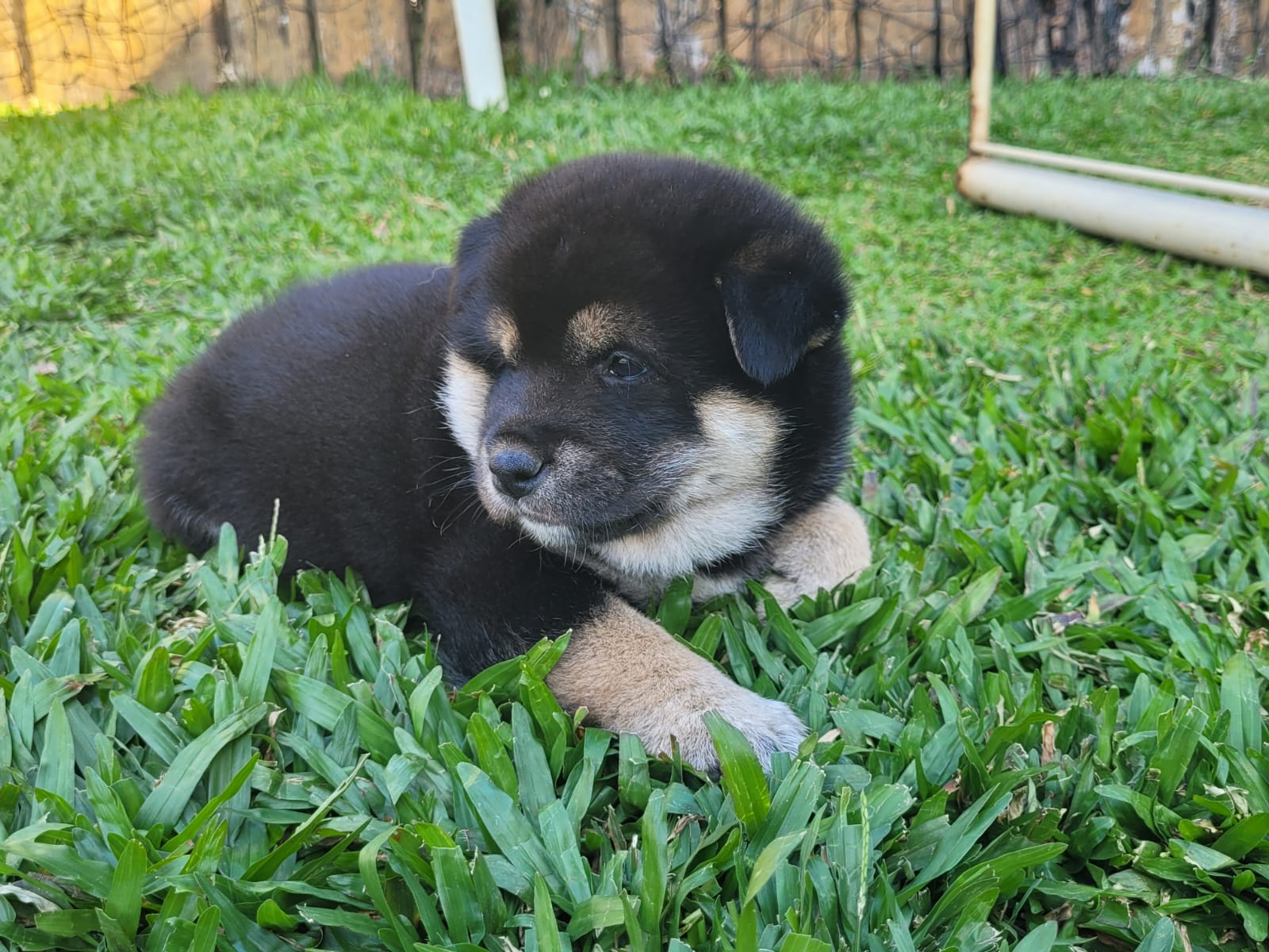 Portal Vendocão Filhotes Shiba Inu Itauna
