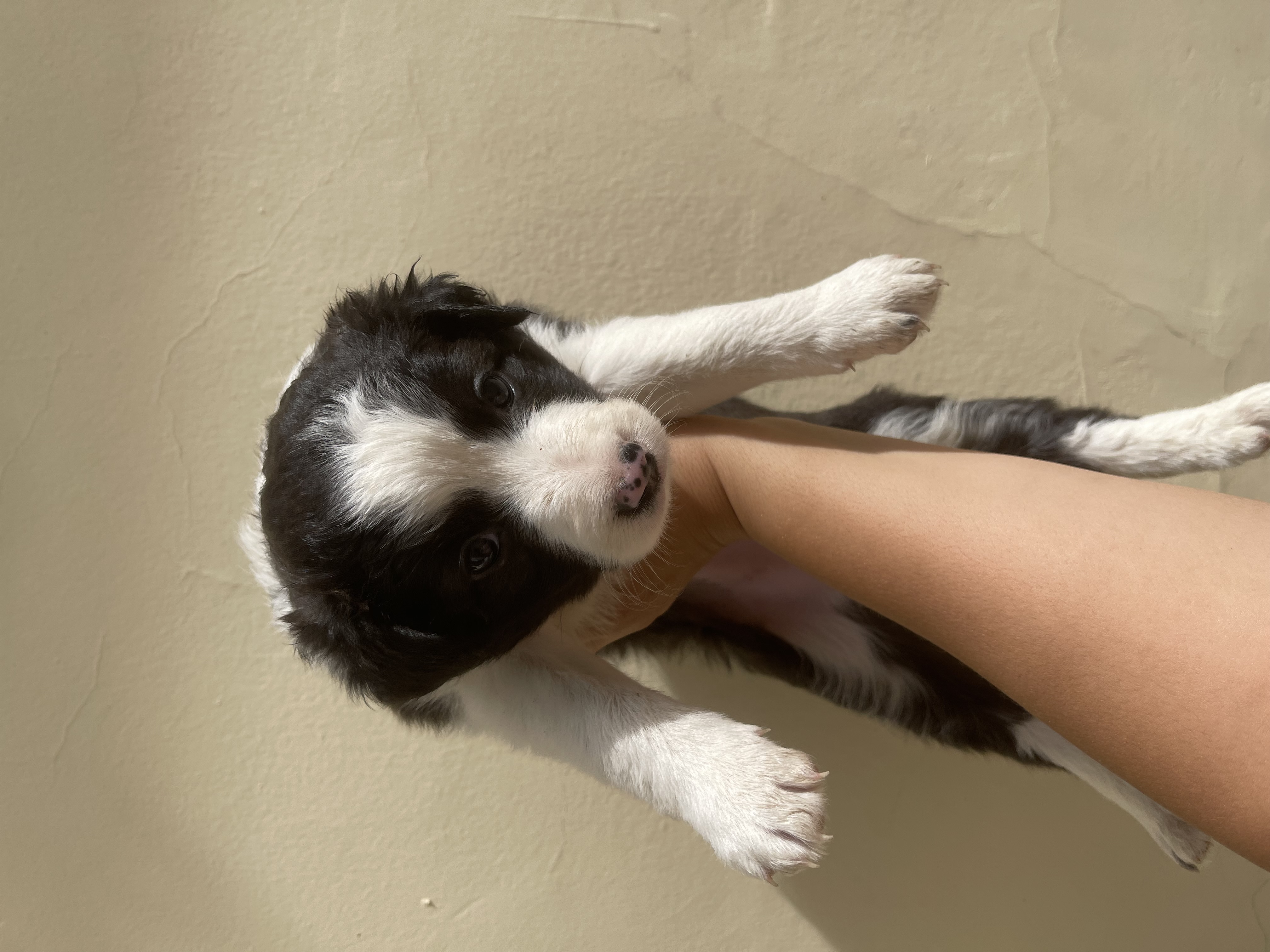 Portal Vendocão Filhotes de border collie Goiânia 