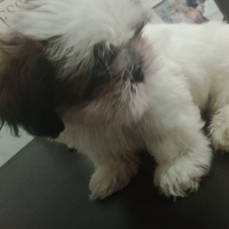 Vendo filhote de shih tzu
