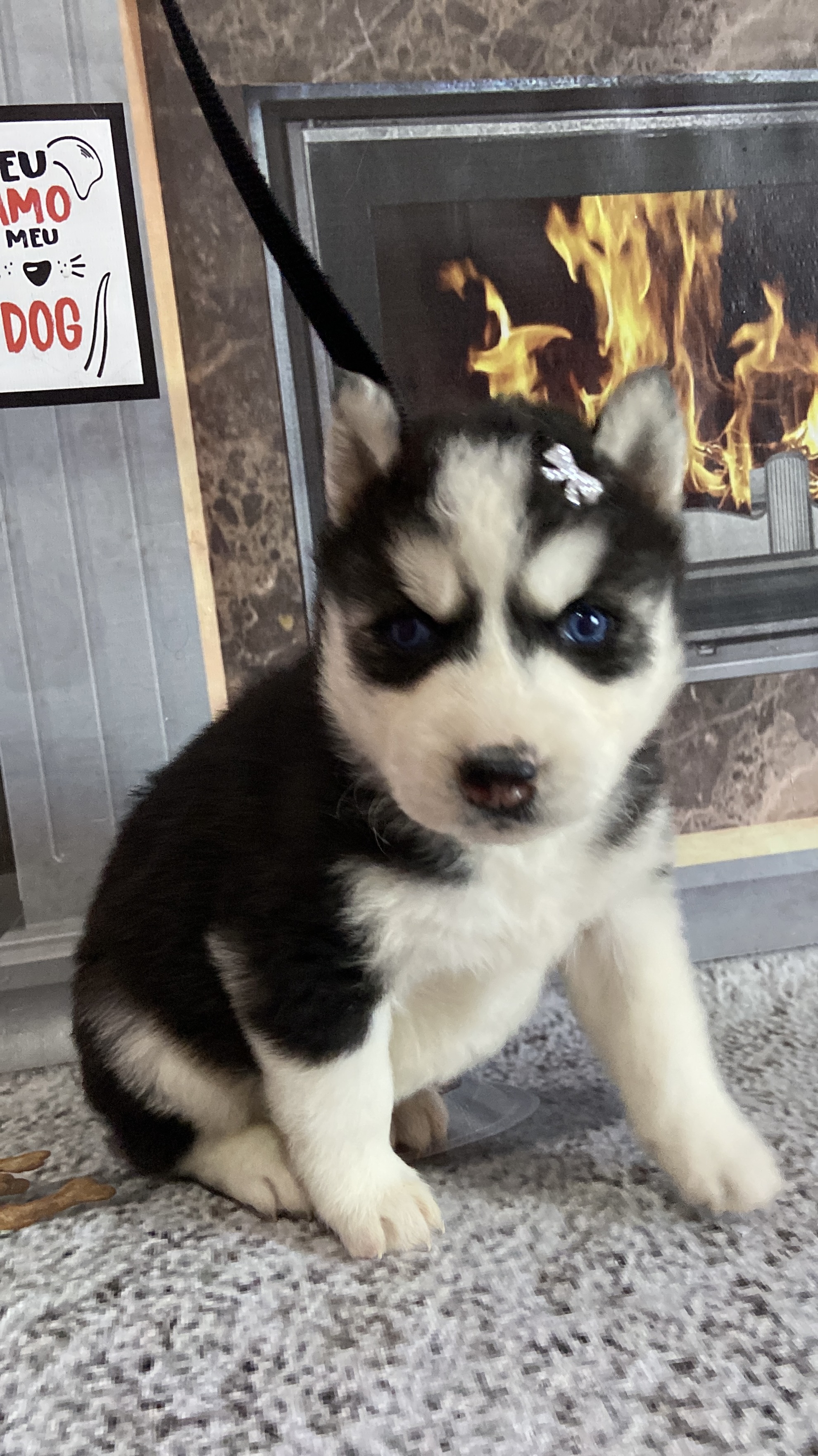 Filhotes de husky siberiano  - Foto 3