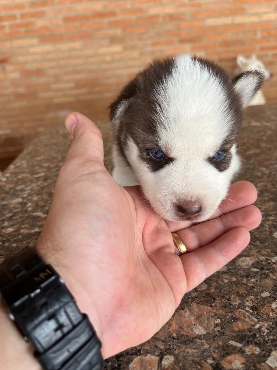 Vende-se haskey siberiano - Foto 2