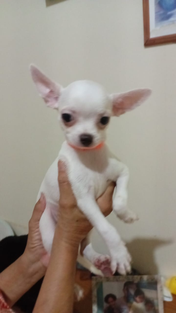 Chihuahua - Foto 1