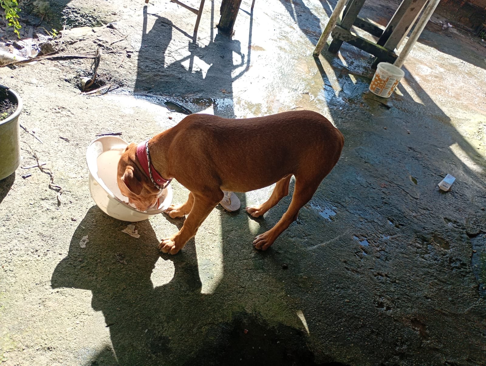 Filhote de PitBull - Foto 1