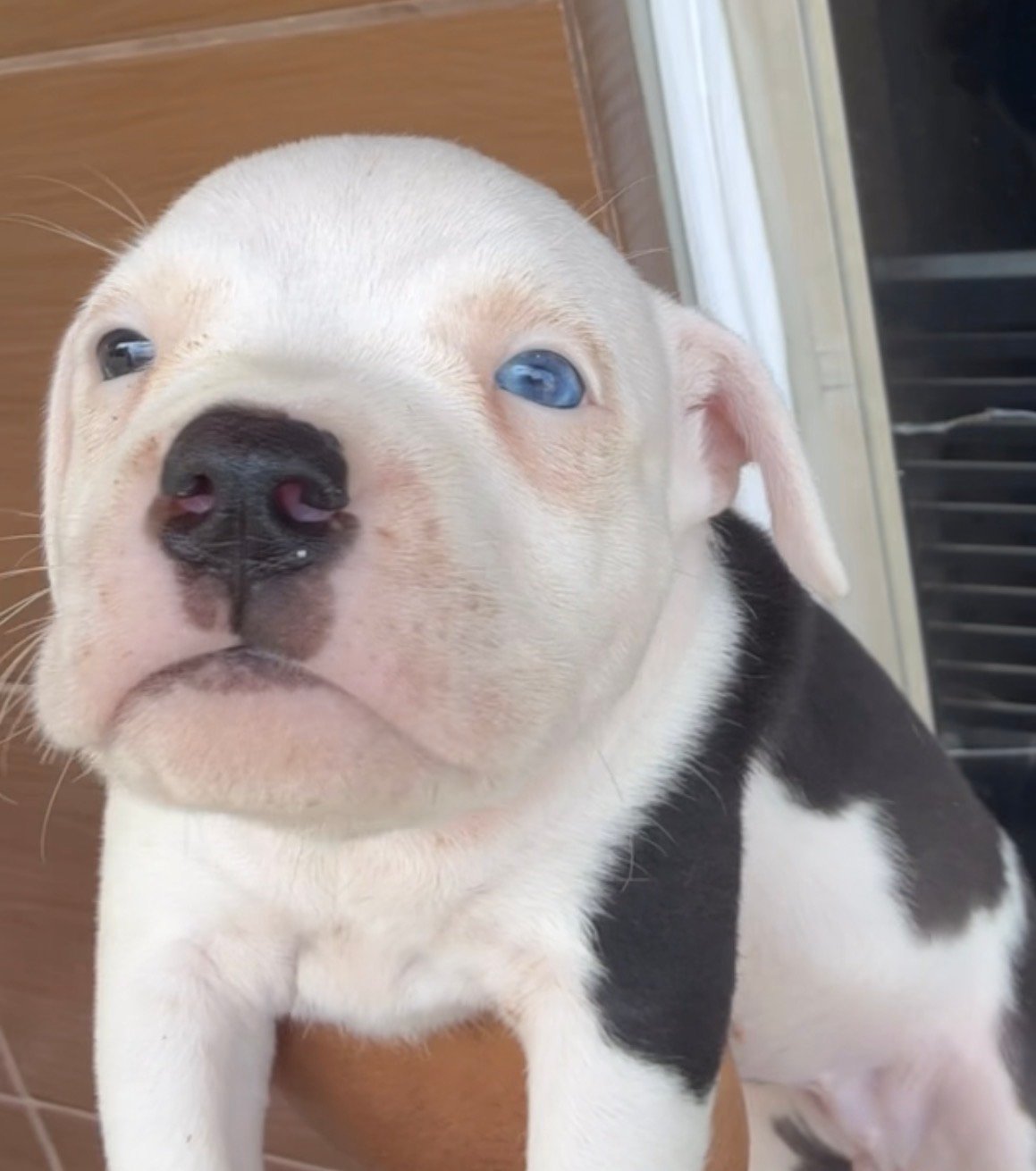 Lindos flores de American Bully - Foto 5