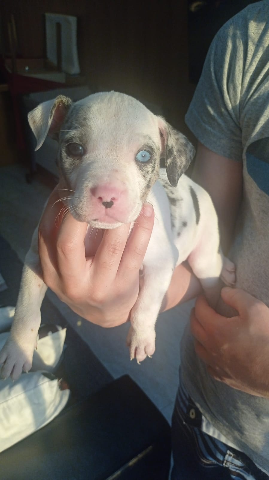 Filhotes pitbull - Foto 2