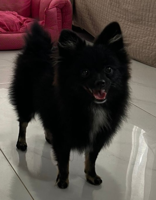 Portal Vendocão Lulu da pomerania  Camboriú