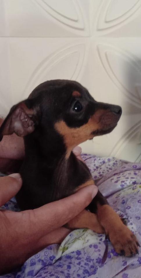 Pinscher  - Foto 5