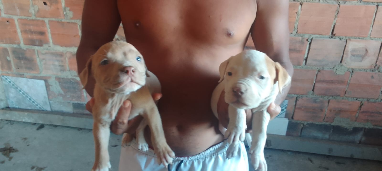 Portal Vendocão Lindos filhotes disponíveis  Rj 
