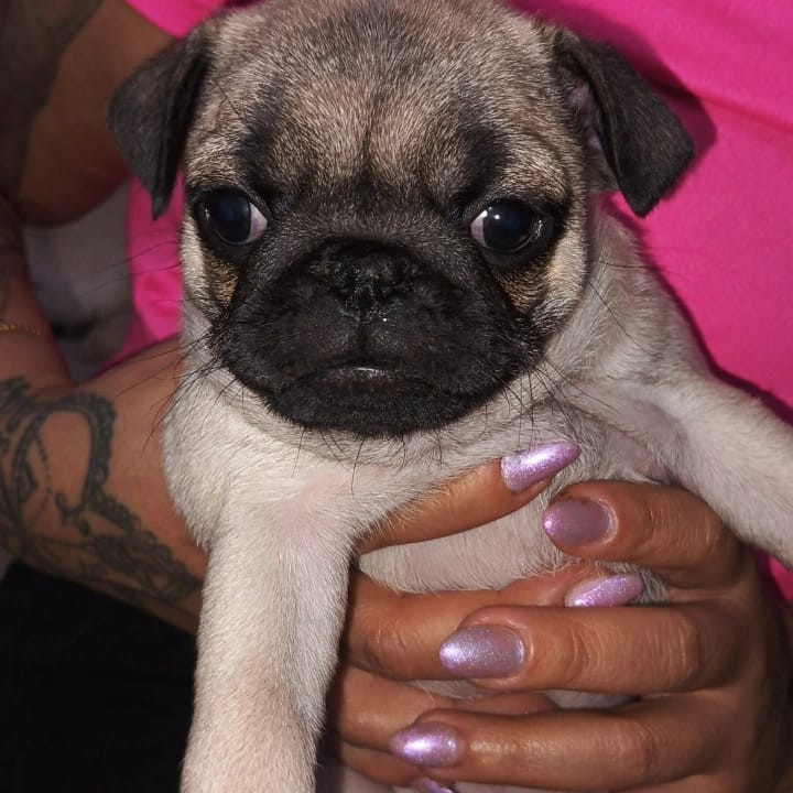 Filhotes de Pug - Foto 5