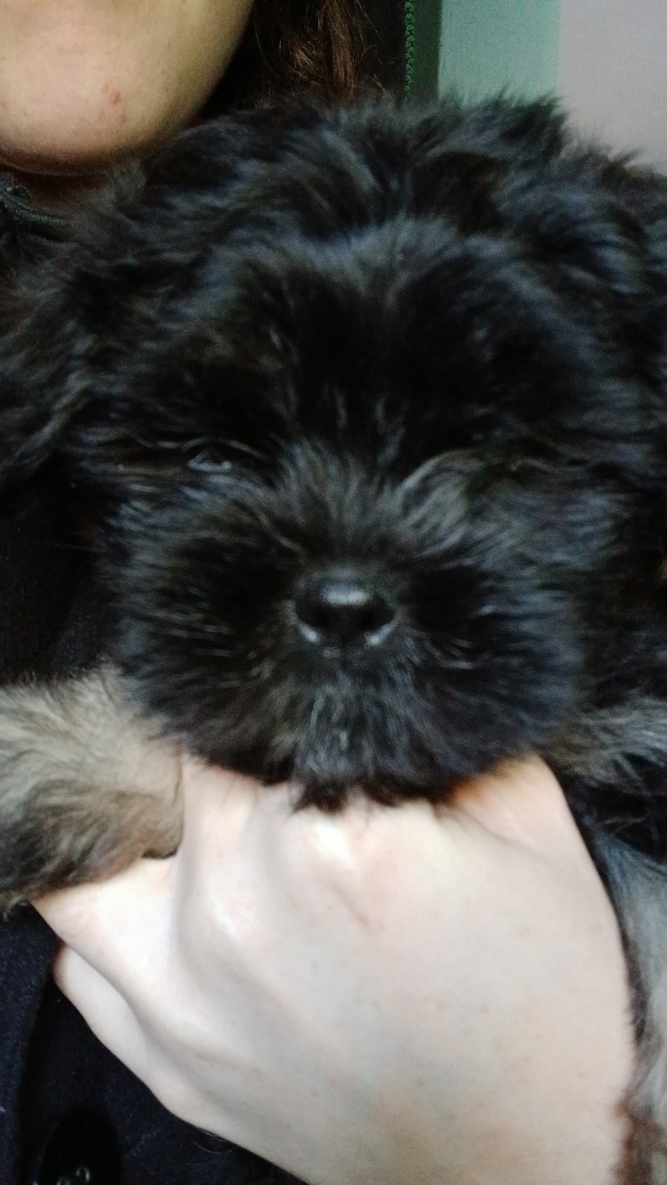 Portal Vendocão Filhote Lhasa Apso macho - venda Porto Alegre