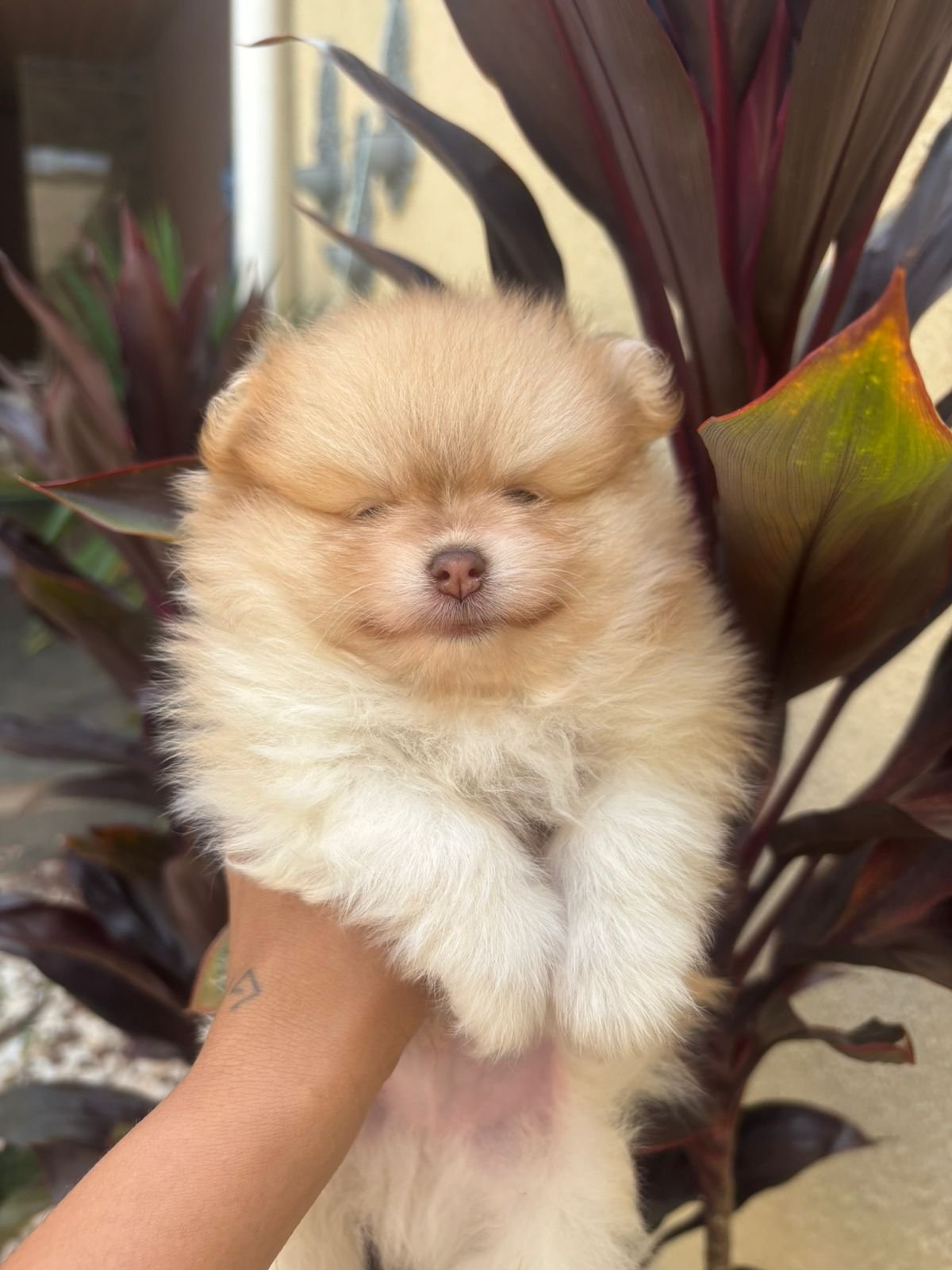 filhote de spitz alemão macho e femea - Foto 2
