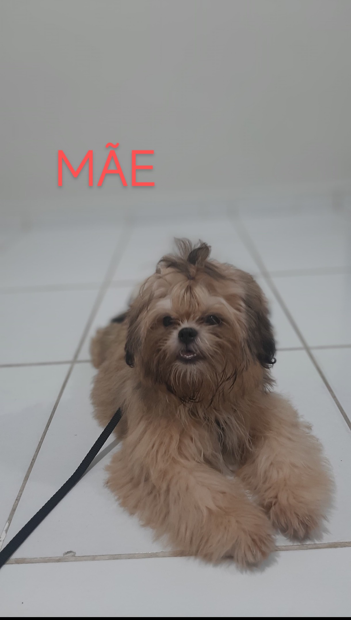 Shih tzu macho  - Foto 1