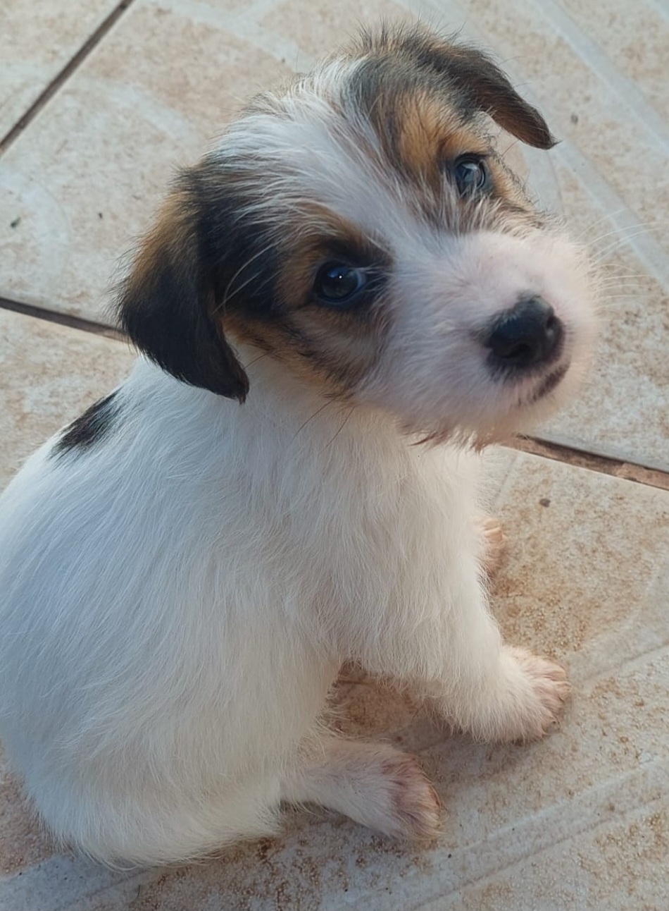 Portal Vendocão Lindos filhotes de Jack Russell Peruíbe 