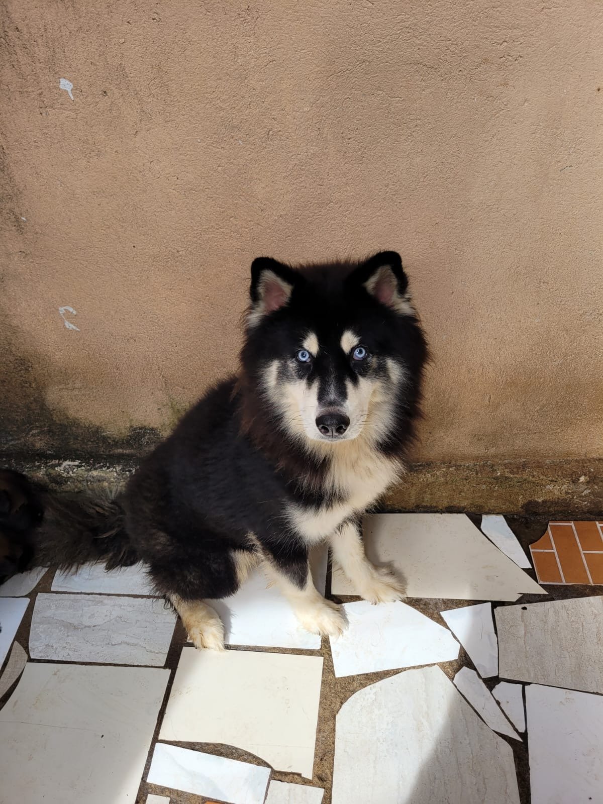 Vendo filhote Chusky - Husky com Chow Chow - Foto 4