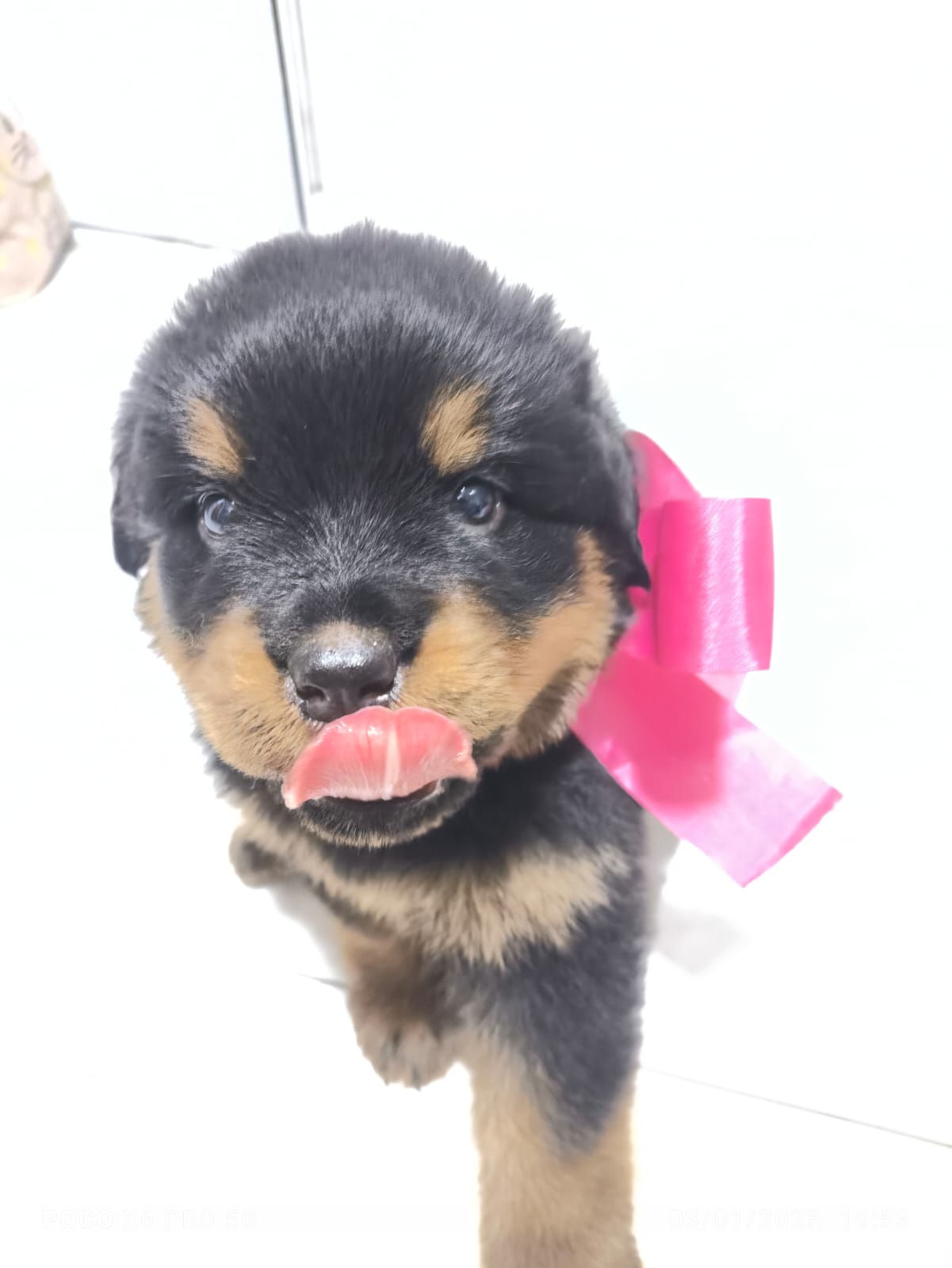 Portal Vendocão Venda rottweiler  Belford Roxo 