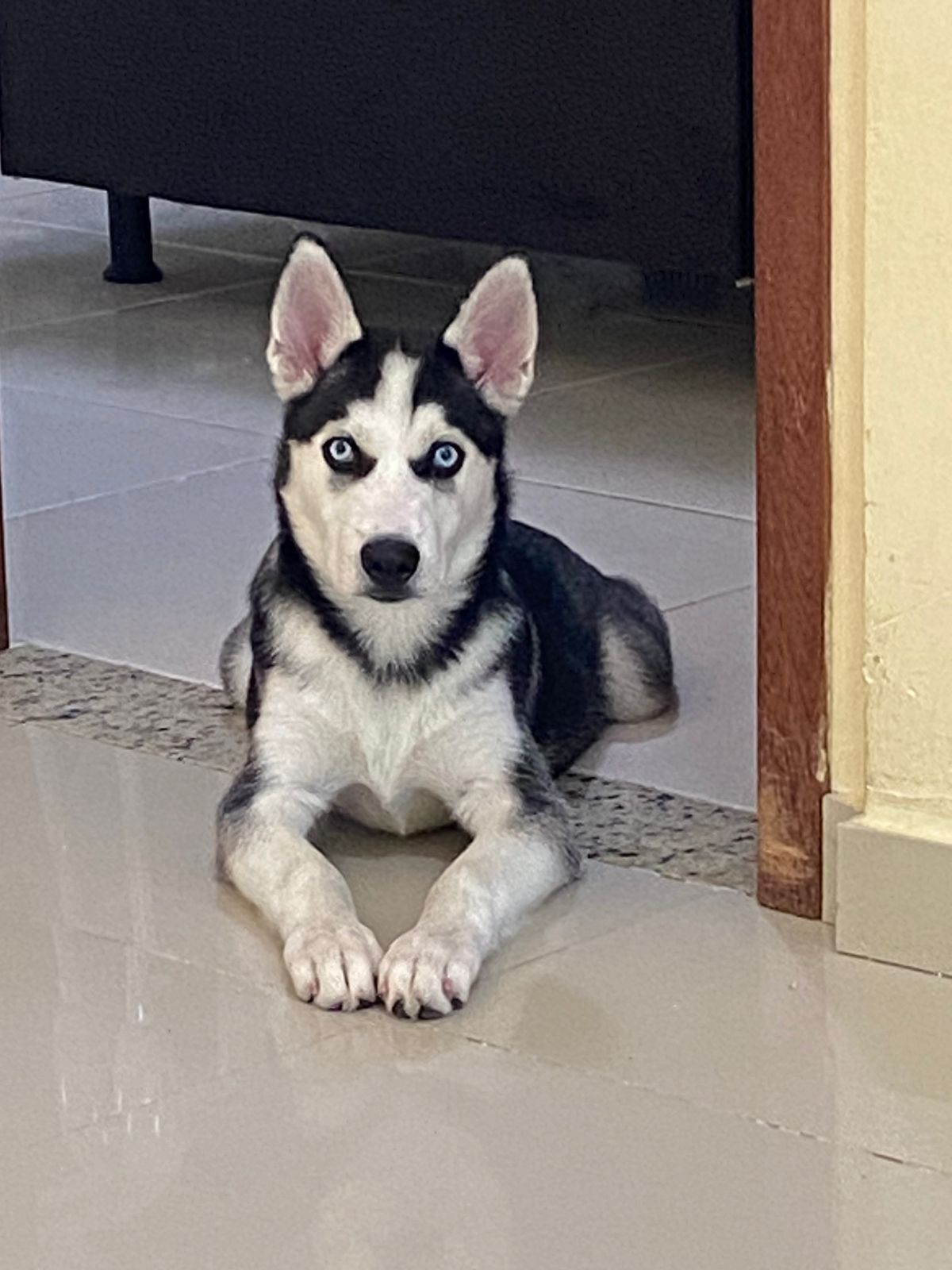 Portal Vendocão Vendo cachorro  Manaus 