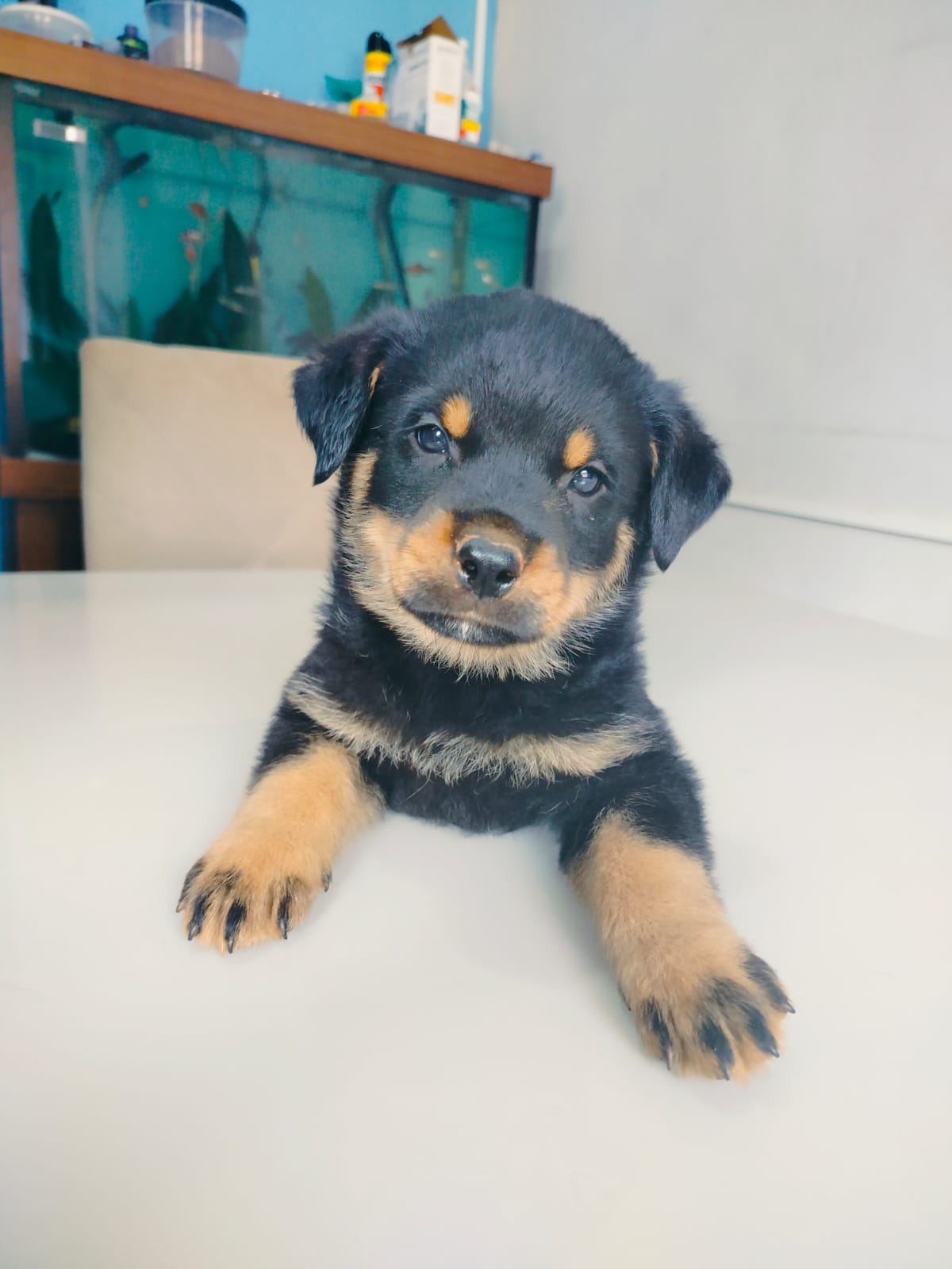 Portal Vendocão Filhote Rottweiler cabeça de touro  Para de Minas
