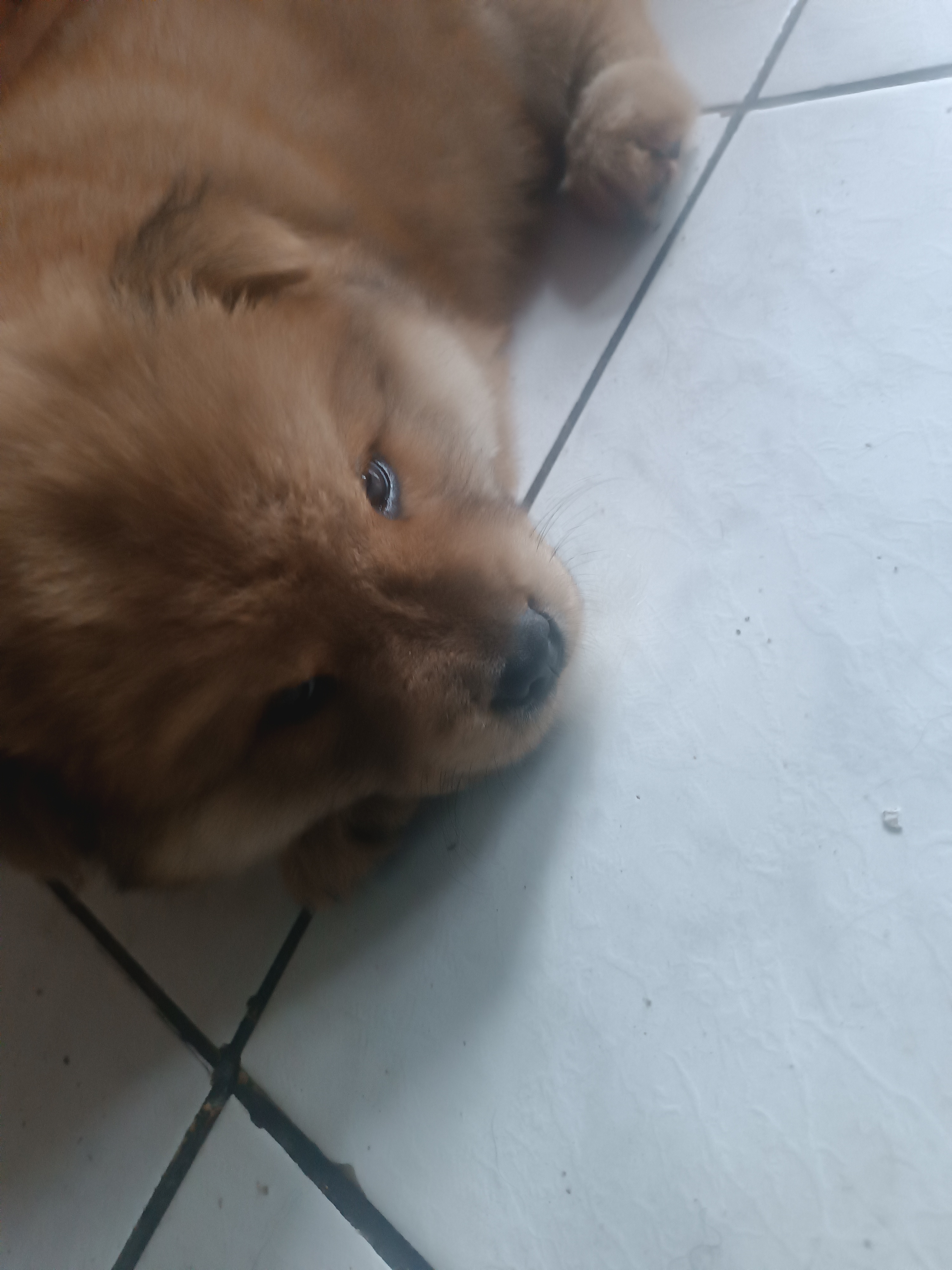 Portal Vendocão 2 fêmea 2 machos  Rio de Janeiro