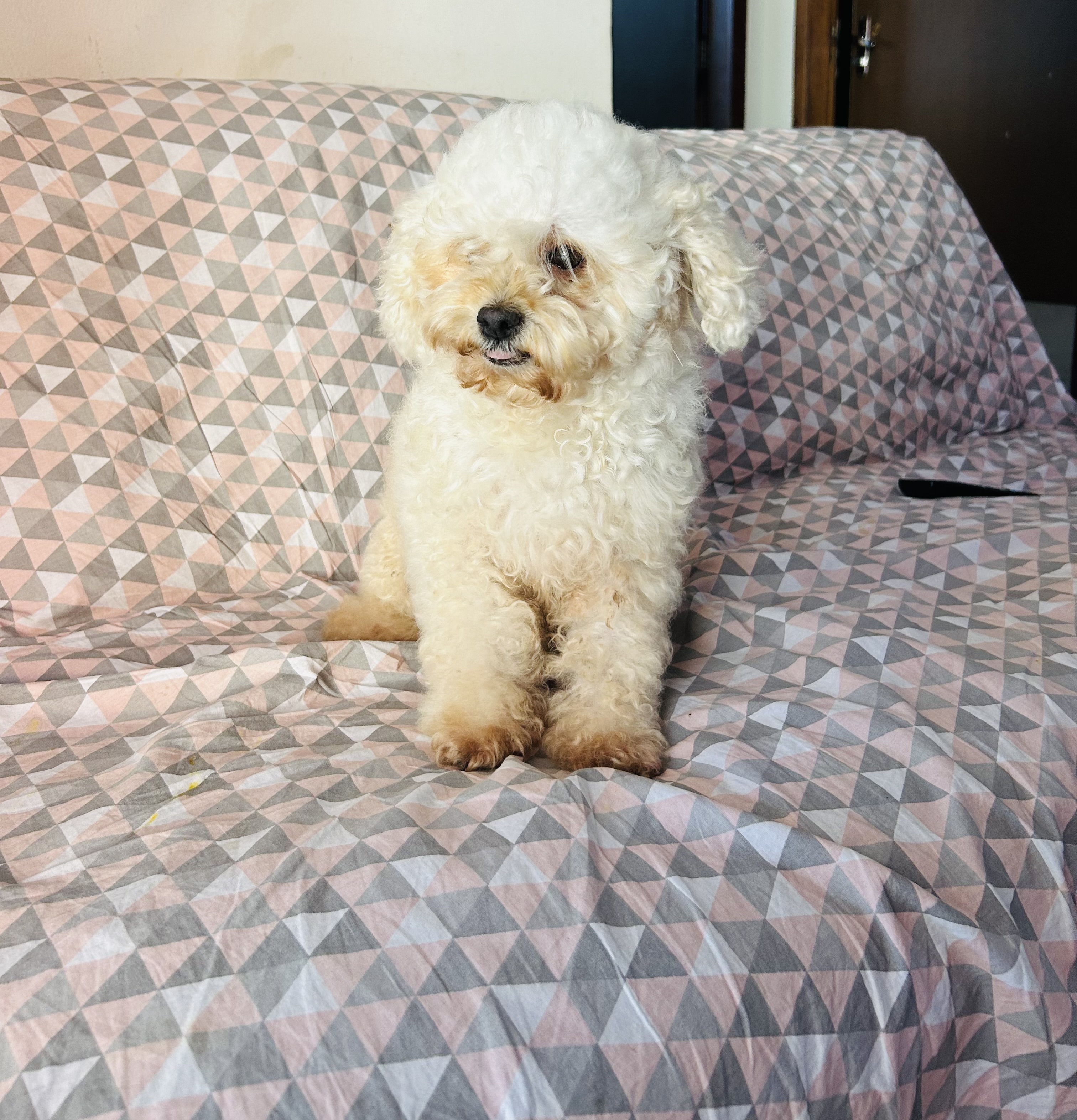 Portal Vendocão Poodle Toy Teresina