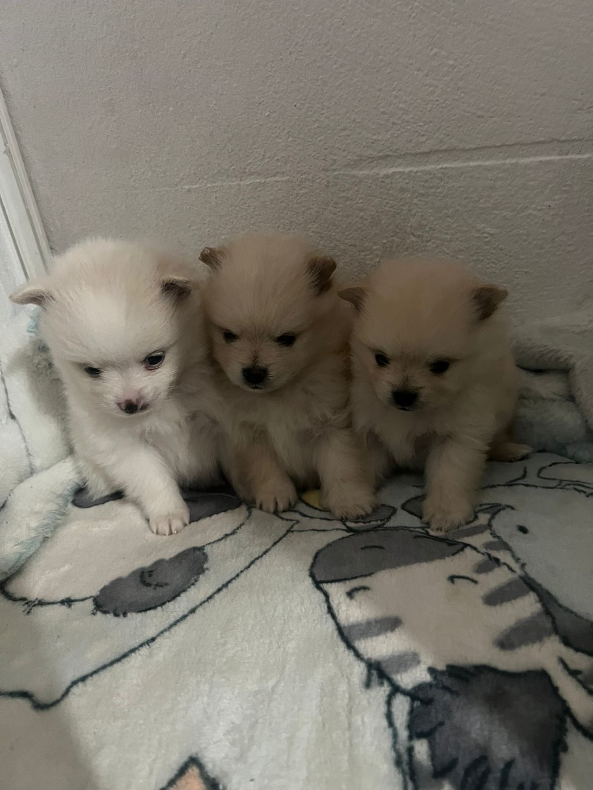 Portal Vendocão Spitz Alemão - Lulu da Pomerania Vespasiano
