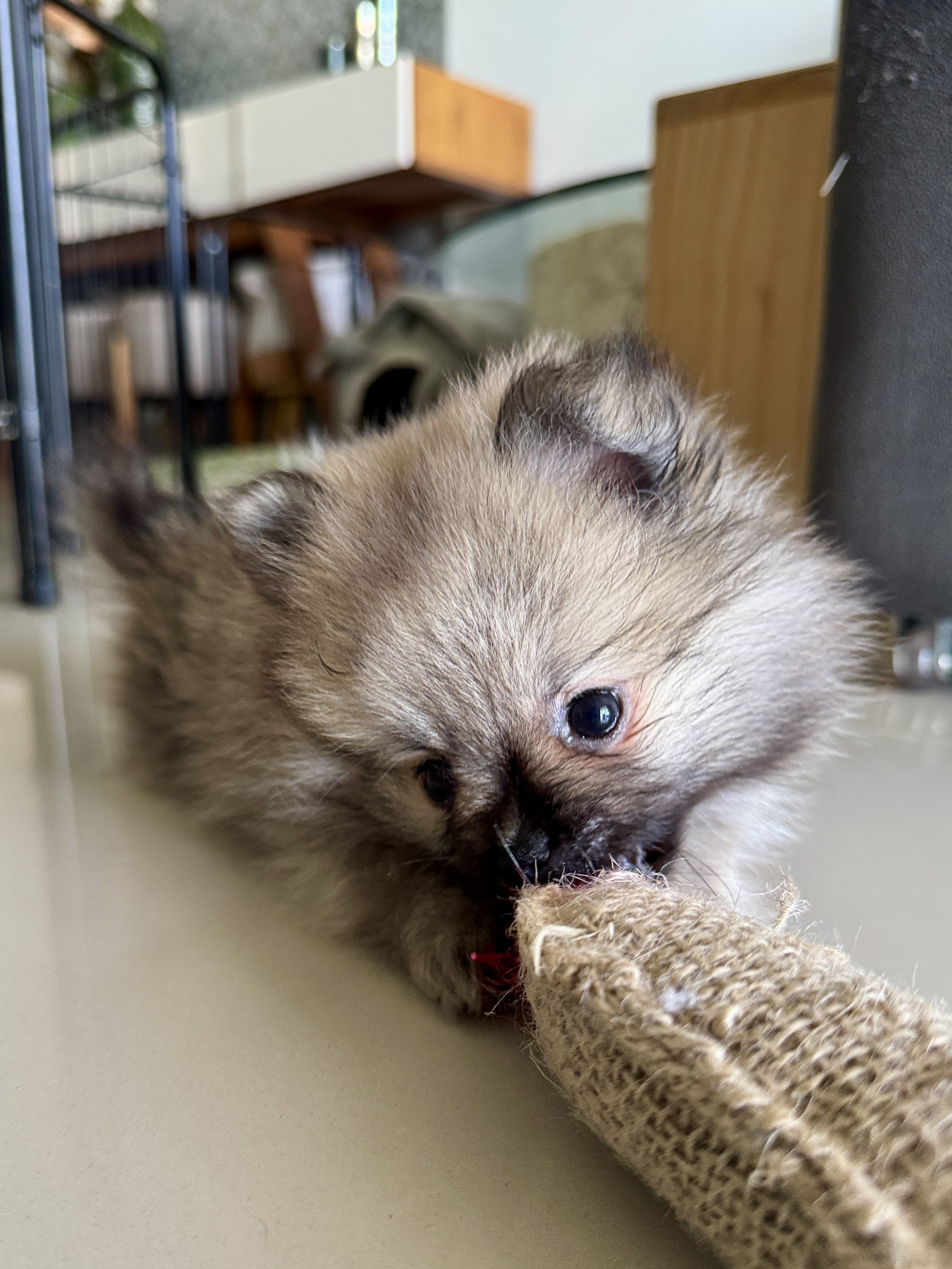 Portal Vendocão Spitz Alemão -Lulu da Pomerânia Macho Cascavel