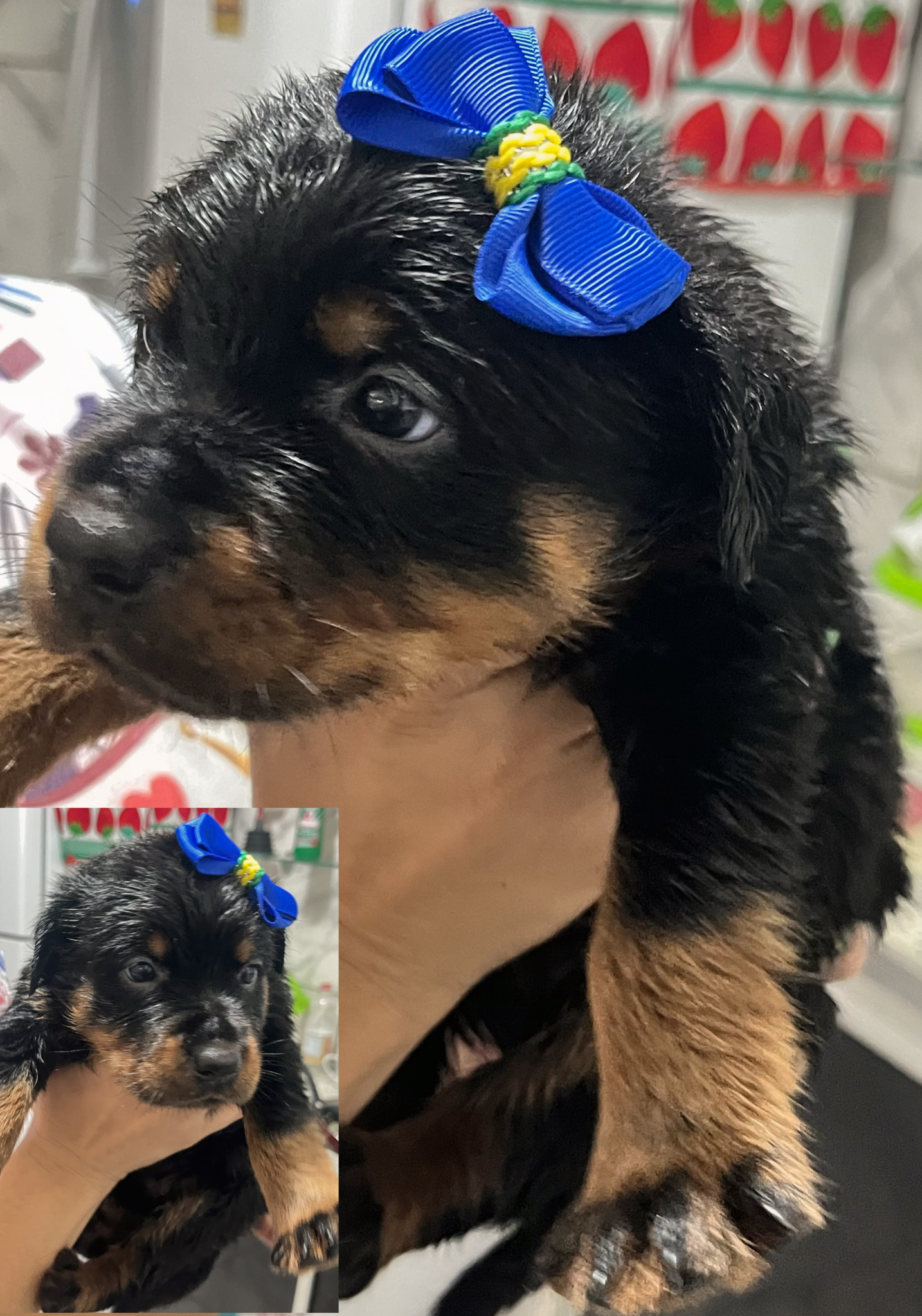 Filhotes de Rottweiler femeas - Foto 2