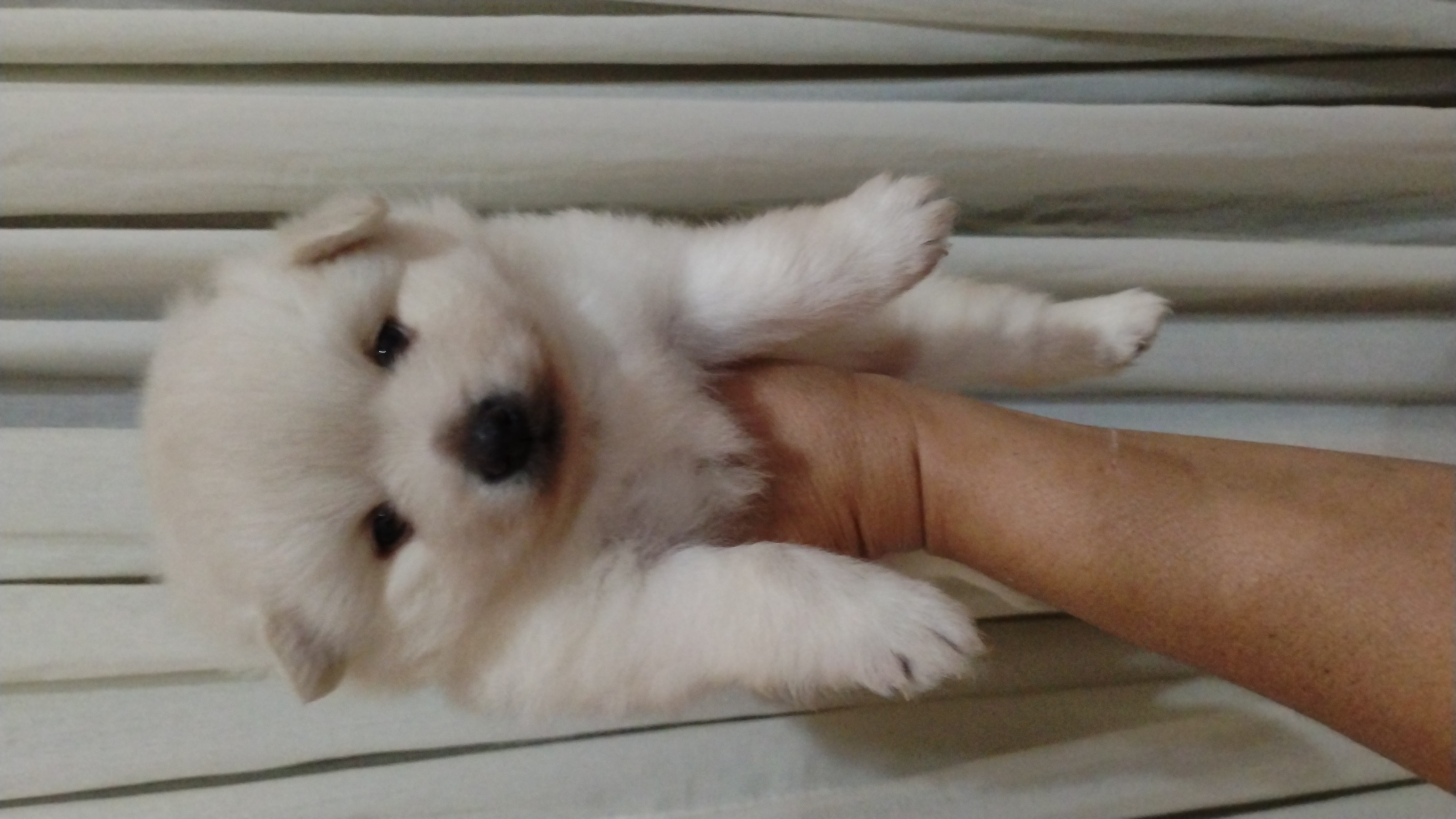 Spitz Alemão/ Lulu da Pomerânia  - Foto 1