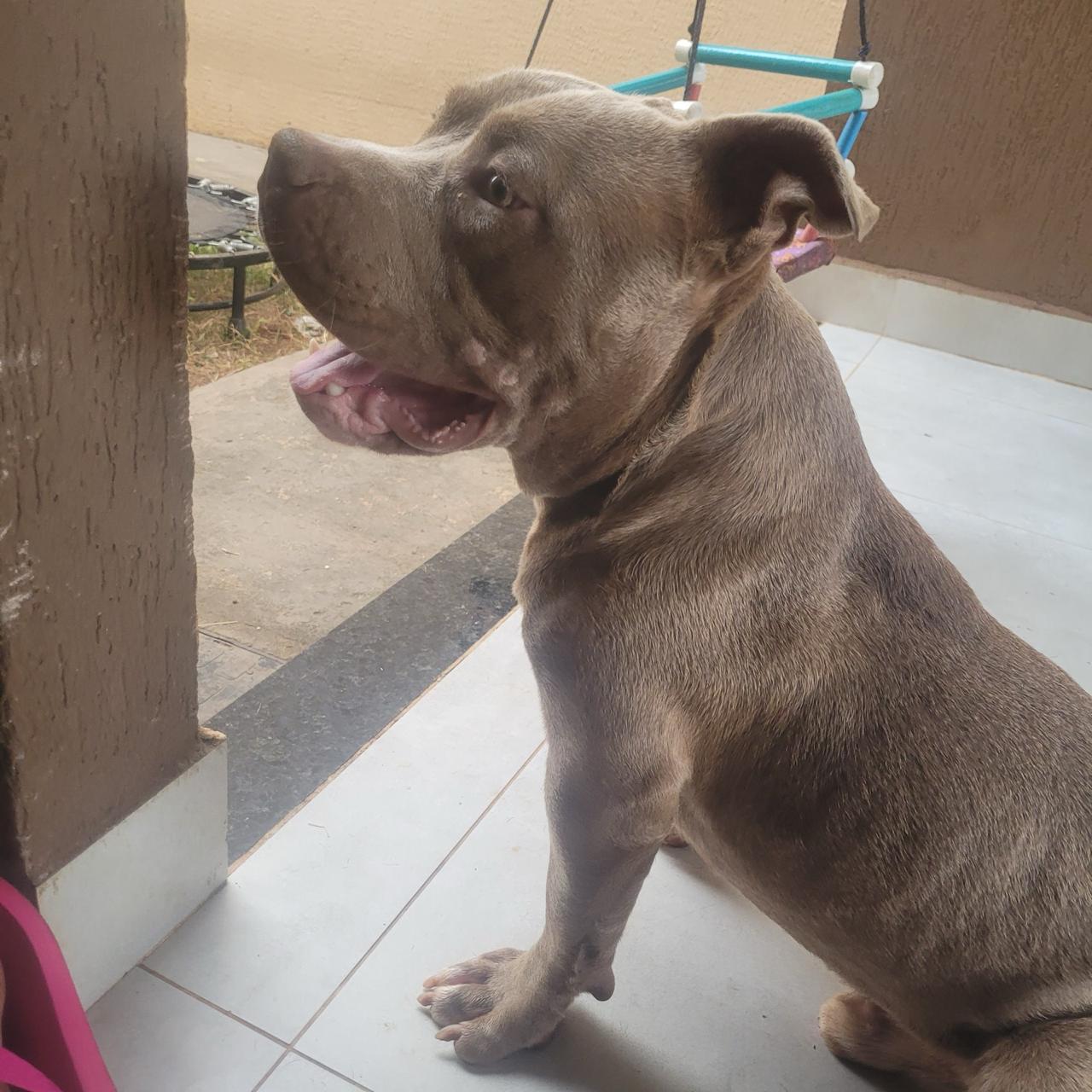 Portal Vendocão America Bully Aparecida de Goiânia