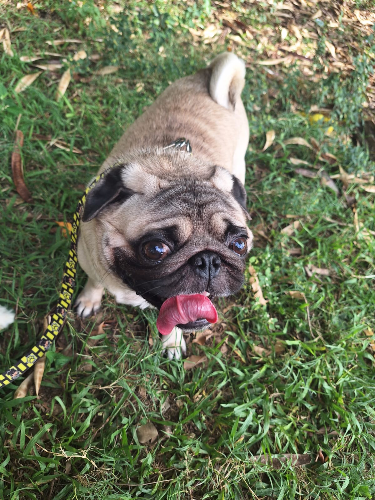 Portal Vendocão Vendo Pug Macho Ipatinga