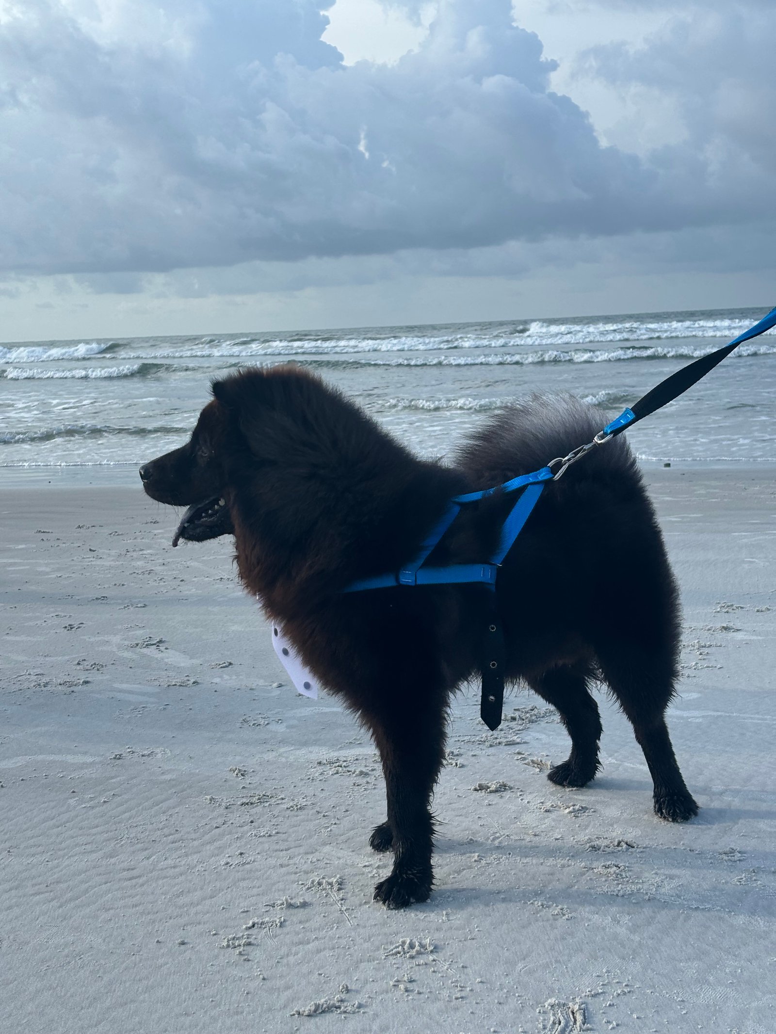VENDO FILHOTES DE CHOW CHOW  - Foto 1