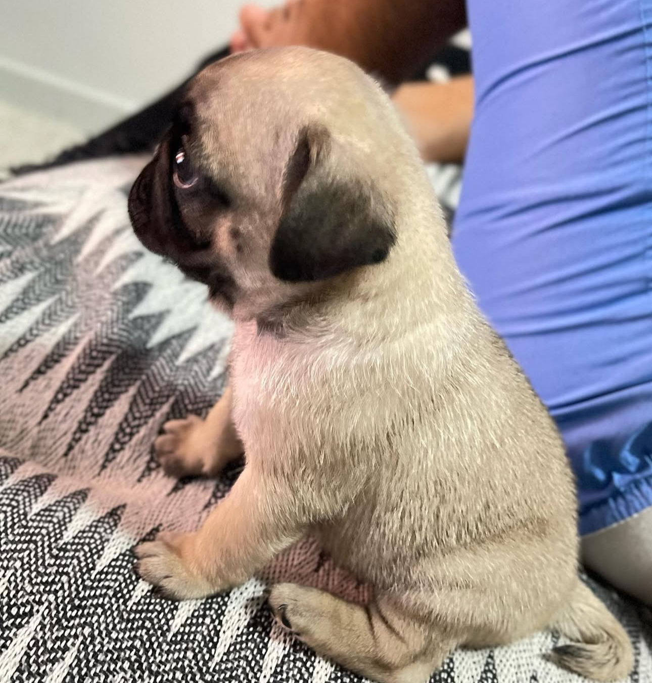 Portal Vendocão Filhote pug Maceio