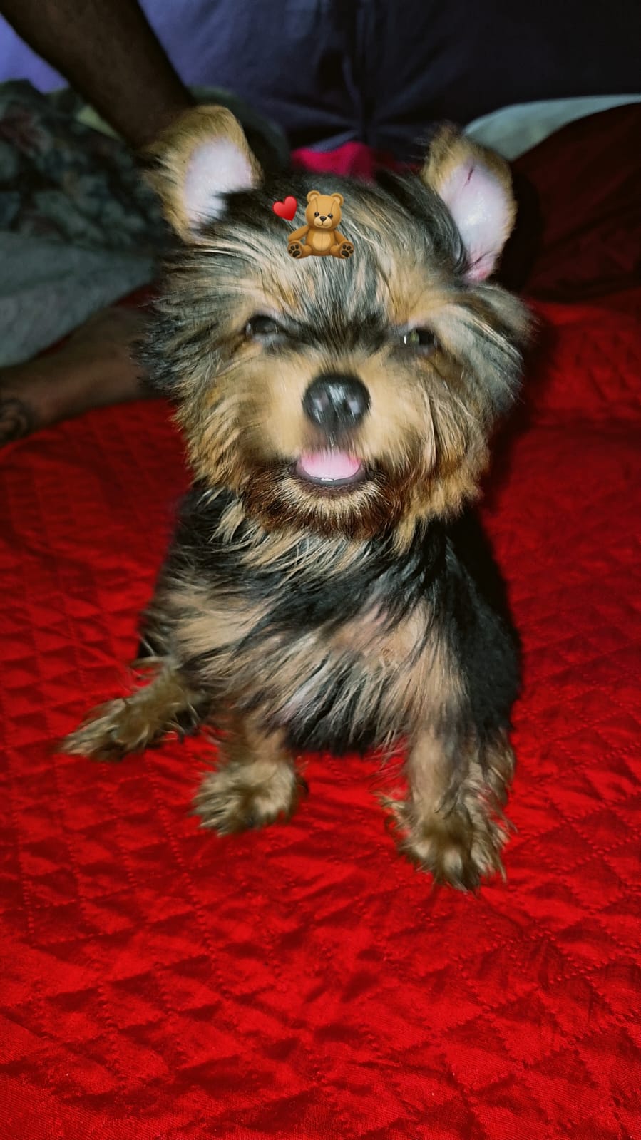 Portal Vendocão Vendo filhote de Yorkshire terrie macho disponível  Belém