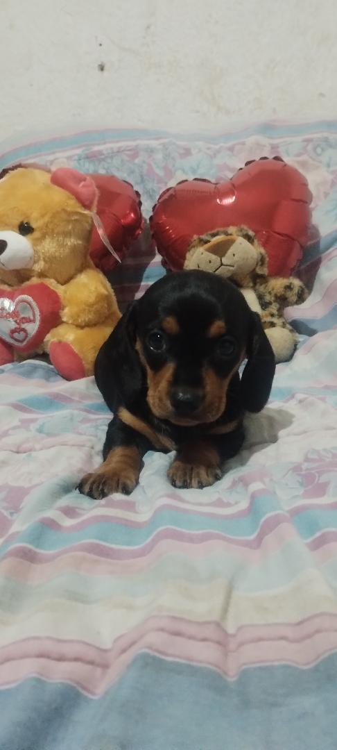 Portal Vendocão Vende-se filhotes De Basset Dachshund  Petrópolis