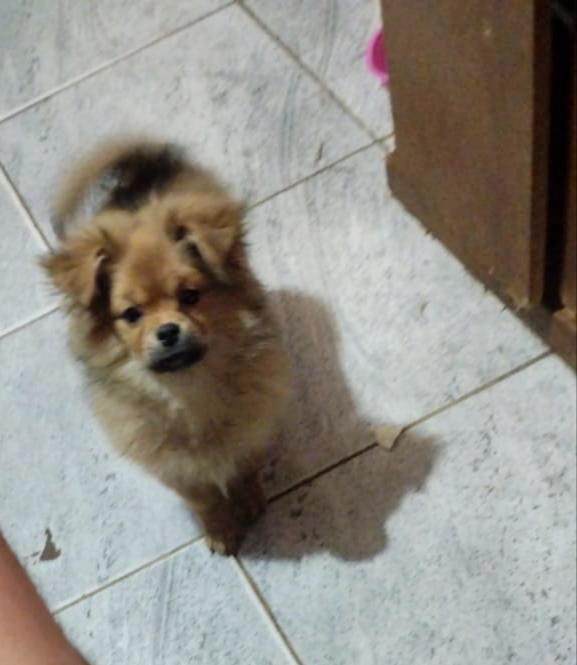 Portal Vendocão Cachorro fêmea  São Bernardo do Campo