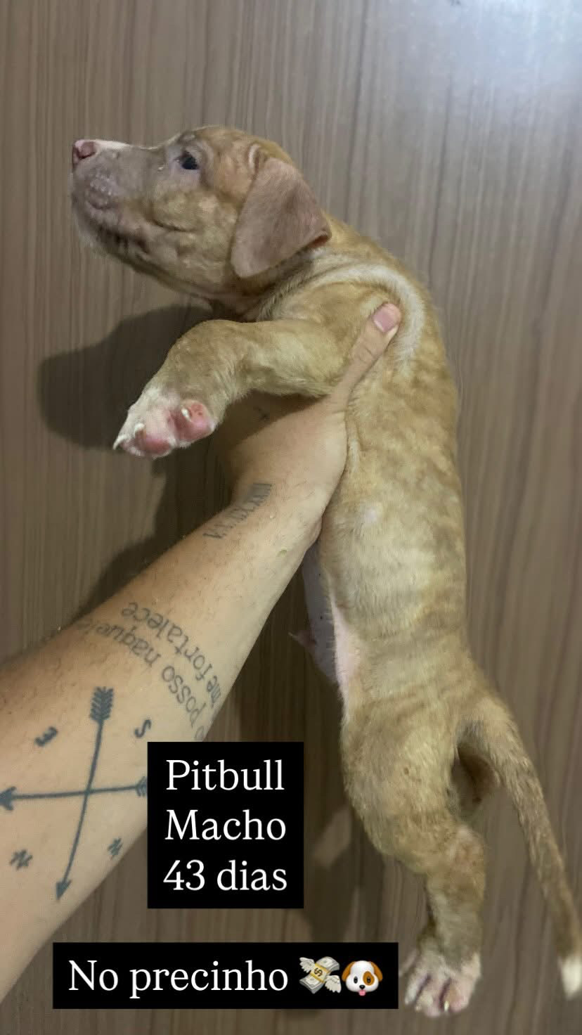 Portal Vendocão 3 filhotes de pitbull  Cabo de santo agostinho