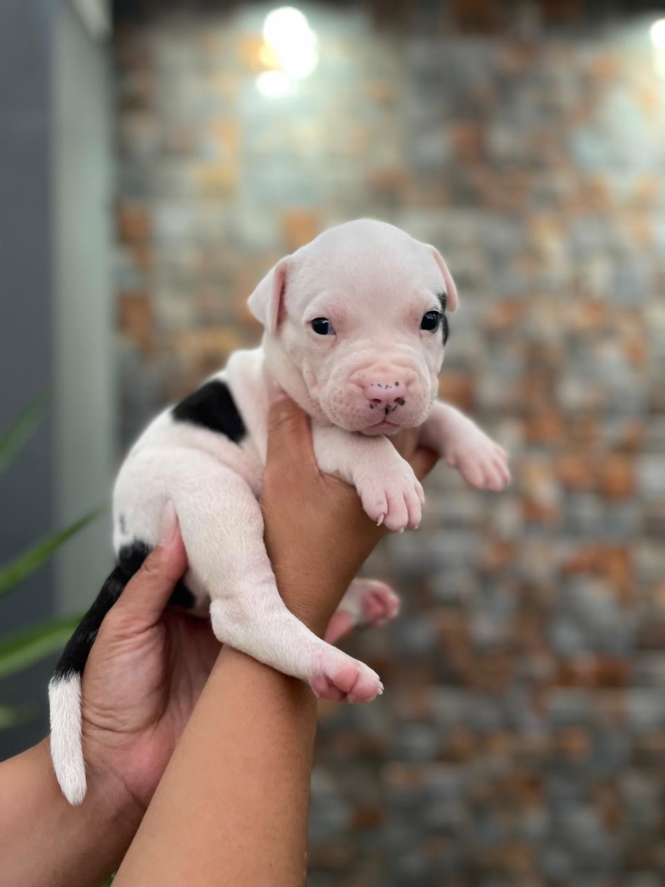 Portal Vendocão Vendo filhotes de Pitmonster com 38 dias , vermífugos e comendo ração,1 fêmea e 2 machos  Rio de Janeiro 