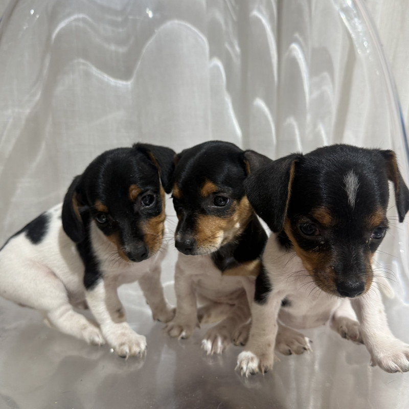 Salsichinha pelagem piebald - Foto 1