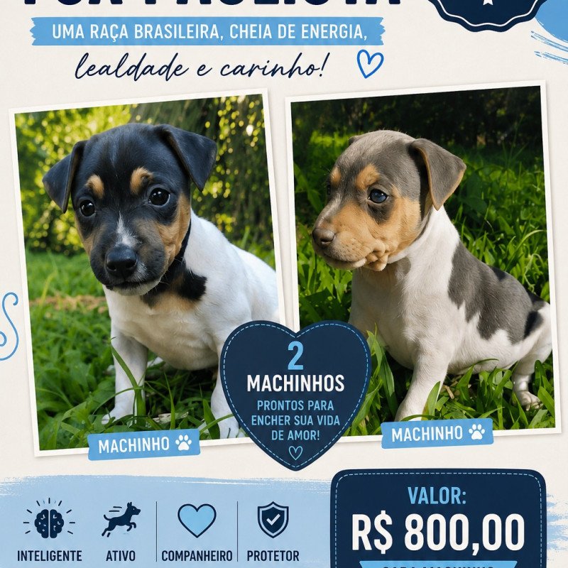 Lindos machinhos tricolor e Azul.